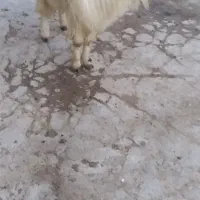 نربزدوقلوزا|حیوانات مزرعه|بجنورد, |دیوار