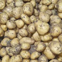 سیب زمینی بذری لیبل دار و خوراکی لوکس|خدمات باغبانی و درختکاری|بهار, |دیوار