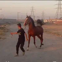 کره‌اسب|اسب و تجهیزات اسب‌سواری|اصفهان, جلوان|دیوار