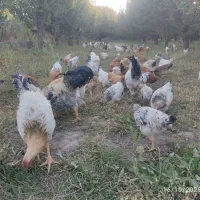 مرغ و خروس محلی