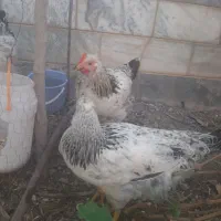 جوجه مرغ وخروس