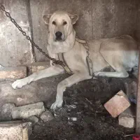 دانفاک