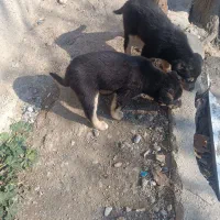 ژرمن نر و ماده|سگ|شهریار, شهریار|دیوار