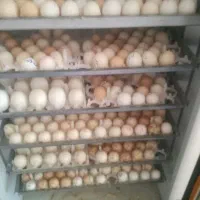 دستگاه جوجه کشی قیمت 25000