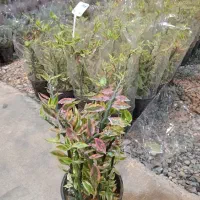 گل طبیعی و آپارتمانی پدیلانتوس ابلق  عمده و تک