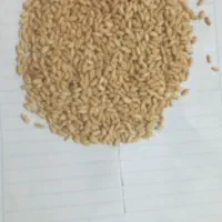 گندوم دیم درجه یک|عمدهفروشی|بروجرد, |دیوار