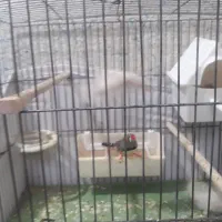 فنچ|پرنده|تهران, زرکش|دیوار