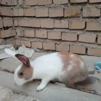 خرگوش ،دلند