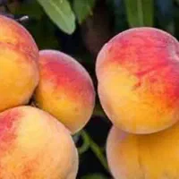 پیش فروش نهال هلو جوادی شناسه دار|خدمات باغبانی و درختکاری|بندر گز, |دیوار