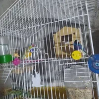 کبوتر فنچ|پرنده|زابل, |دیوار