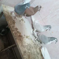 کفتر کبوتر دمگیر تسمه سفید،شازده هما پرشی،دوکت نقش