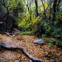 کارت و کارت سوخت گمشده