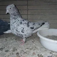 هفترنگ دمسفید