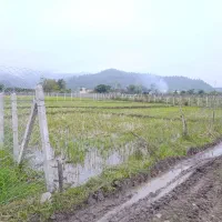 شالیزار در موقعیت خوب در پلاسی|فروش زمین و ملک کلنگی|چوبر, |دیوار