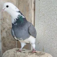 ماده شازده سبز