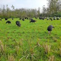 بوقلمون|حیوانات مزرعه|سنگر, |دیوار