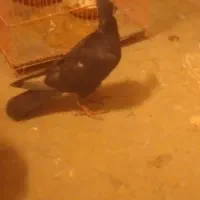 کبوتربغدادی|پرنده|نیشابور, دهنو|دیوار