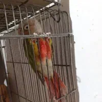 راهب،گرینچک،عروس هلندی،همگی جفت و مولد|پرنده|فسا, |دیوار