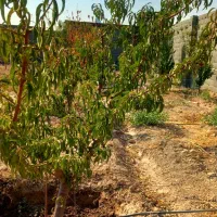 باغ و باغچه ویلا چهار دیوار اب برق گاز(ملک شخصی )