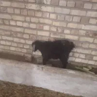 بزغاله ماده