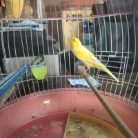 قناری درشت ماده اماده