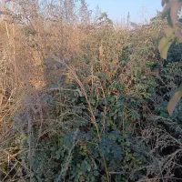 انواع نهال مرکبات و مغزها با ضمانت رشد|خدمات باغبانی و درختکاری|بابلسر, |دیوار