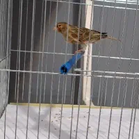 قناری|پرنده|نظرآباد, رسالت|دیوار