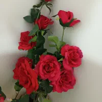 شاخه گل رز قرمز