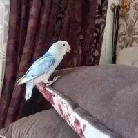 طوطی برزیلی ماده|پرنده|شاهرود, |دیوار