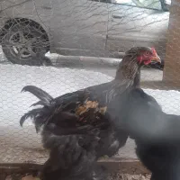 خروس برهما|حیوانات مزرعه|ساری, |دیوار