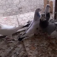 کفتر|پرنده|گلپایگان, |دیوار