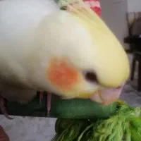 عروس هلندی گم شده|حیوانات|رشت, توشیبا|دیوار