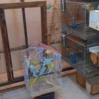 مرغ عشق رینبو.رنگین کمانی.