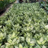 اجاره گلخانه ۷۰۰ متری در عباس اباد