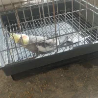 دوجفت عروس هلندی مولد|پرنده|کبودرآهنگ, |دیوار