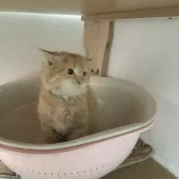 گمشده|حیوانات|بیرجند, |دیوار