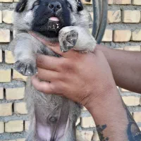 واگذاری سگ پژدر سرابی