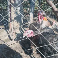 بوقلمون نر.دوتا دونه ای 1500