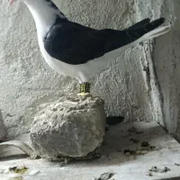 جیجه اصهانی