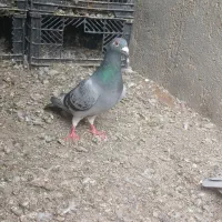 دوبر نر صید شده