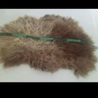 معاوضه باپرنده|پرنده|تبریز, |دیوار