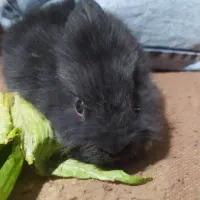 خرگوش لپ از باق حیوانات اصفهان اوردم|موش و خرگوش|گلپایگان, |دیوار