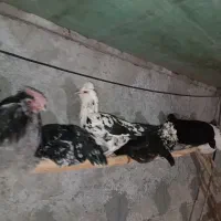 مرغ و خروس گلین فول|حیوانات مزرعه|نیریز, |دیوار