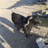 بز و تروشت چاق