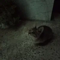 واگذاری بچه گربه