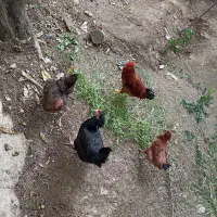 مرغ و‌خروس نژاد دار