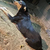 سگ دوبرمن مفت|سگ|تهران, نازیآباد|دیوار