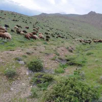 بره نر ماده