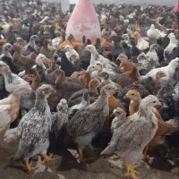 جوجه اصلاح نژاد شده 50روزه و 80روزه