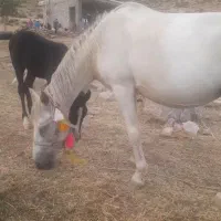 اسب